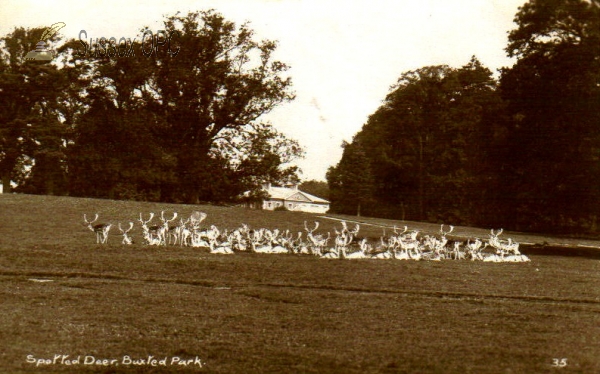 Image of Buxted - Spotted Deer in Buxted Park