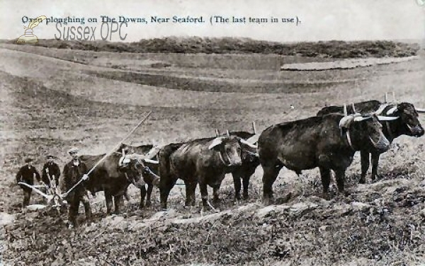 Image of Seaford - Oxen Ploughing