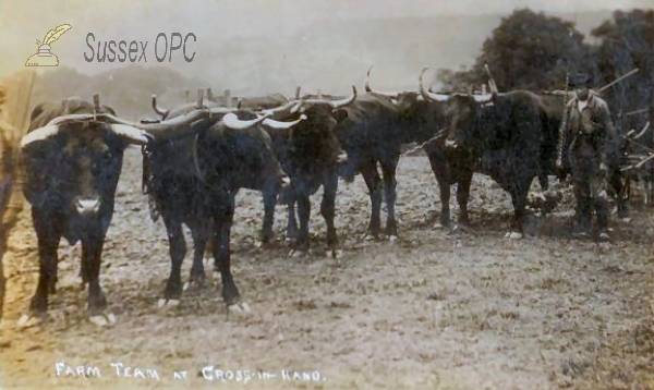 Cross in Hand - Sussex Oxen