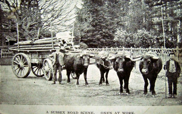 Cross in Hand - Sussex Oxen at Work