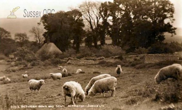 Image of Alfriston - Sheep (Between Down and Down)