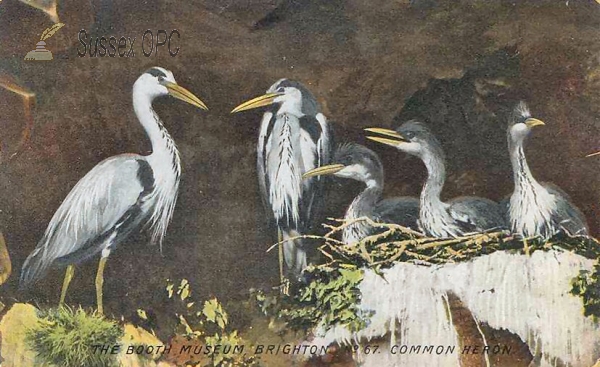 Image of Brighton - Booth Museum (Heron)