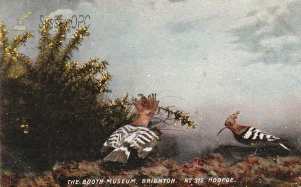 Image of Brighton - Booth Museum, Hoopoe