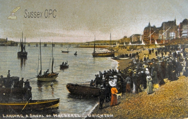 Image of Brighton - Landing Mackerel
