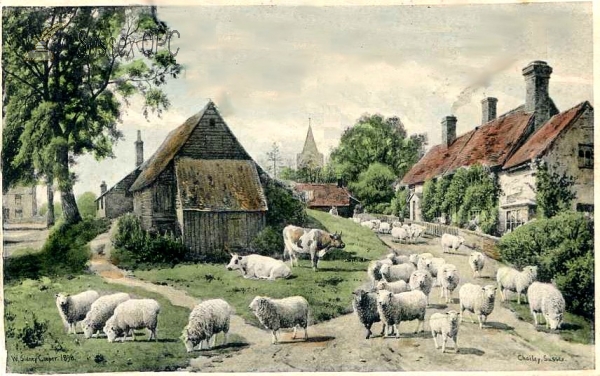 Image of Chailey - Sheep in the village