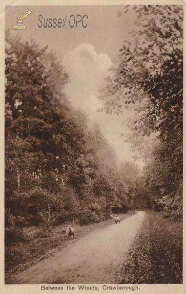 Image of Crowborough - Between the Woods