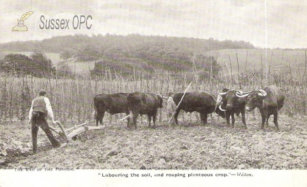 Image of Crowborough - Oxen Ploughing