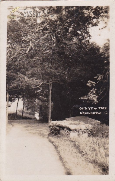 Image of Crowhurst - Old Yew Tree (in the churchyard)