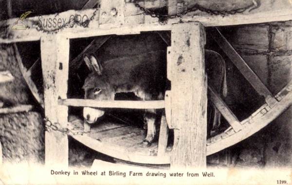 East Dean - Birling Farm - Donkey in Wheel