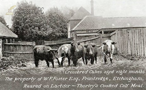 Image of Etchingham - Calves at Frontridge