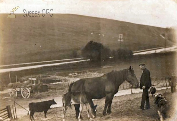 Image of Falmer - Farm (Horses etc)