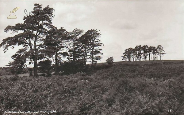 Image of Hartfield - Ashdown Forest