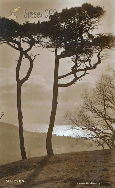 Image of Hastings - Firs
