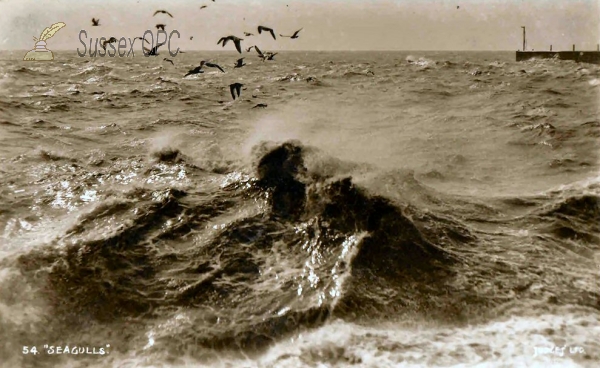 Image of Hastings - Seagulls