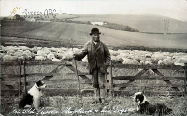 Lewes - Shepherd & Dogs