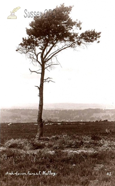 Image of Nutley - Ashdown Forest