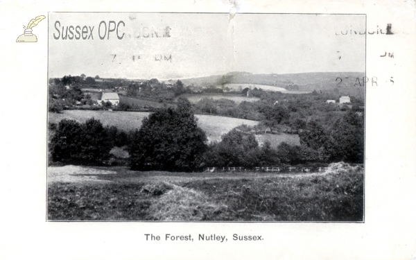 Image of Nutley - The Forest