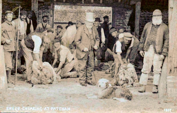 Image of Patcham - Sheep Shearing