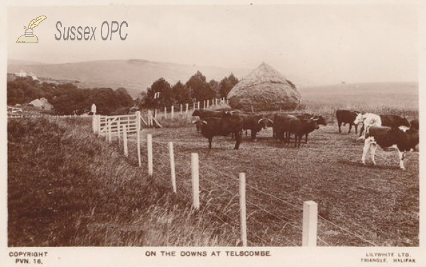 Image of Telscombe - Cattle on the Downs
