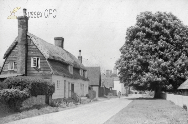 Image of Winchelsea - Chestnut tree & Cottages