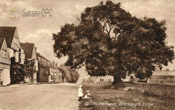 Image of Winchelsea - Wesley's Tree