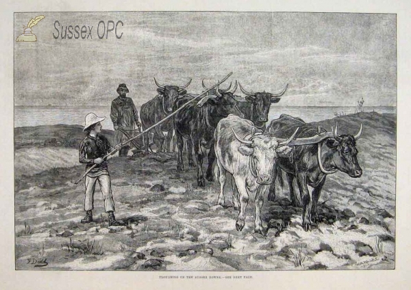 Image of Ploughing on the Sussex Downs