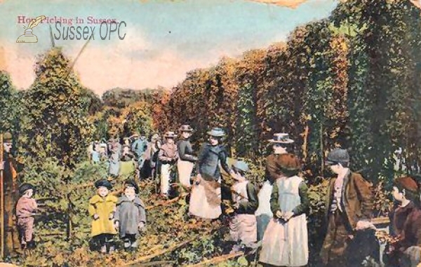 Image of Hop Picking in Sussex