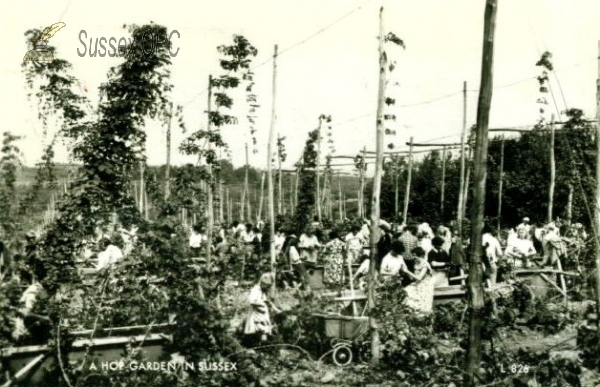 Image of Hop Picking in Sussex