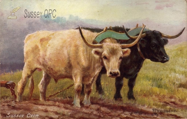 Image of Sussex Oxen