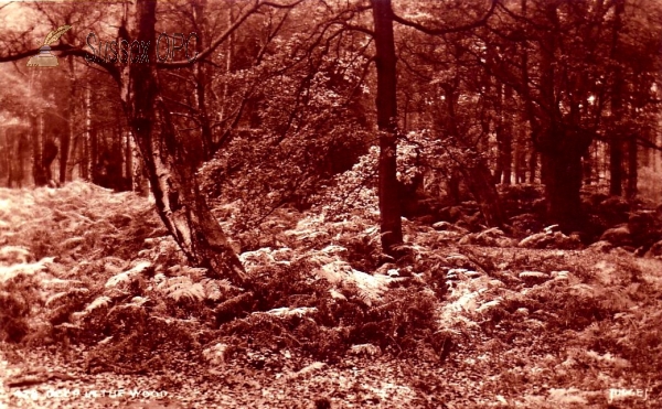 Image of Deep in the Wood