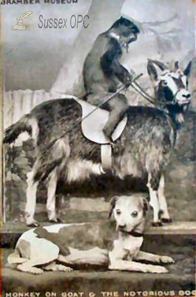 Image of Bramber Museum - Monkey on Goat & Notorious Dog
