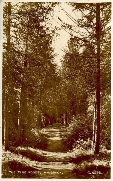 Image of Chichester - Hambrook - The Pine Woods