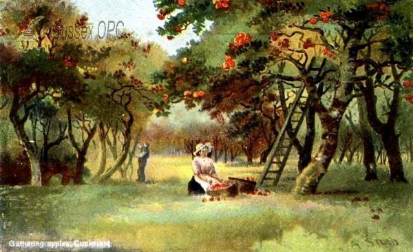 Image of Cuckfield - Gathering Apples