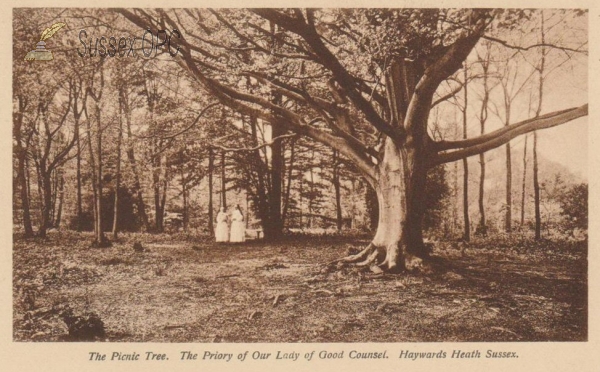 Image of Haywards Heath - The Priory (Picnic Tree)