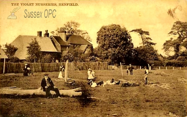 Image of Henfield - The Violet Nurseries