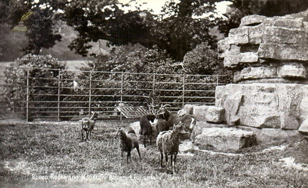 Image of Lower Beeding - Leonardslee (Mountain Sheep)
