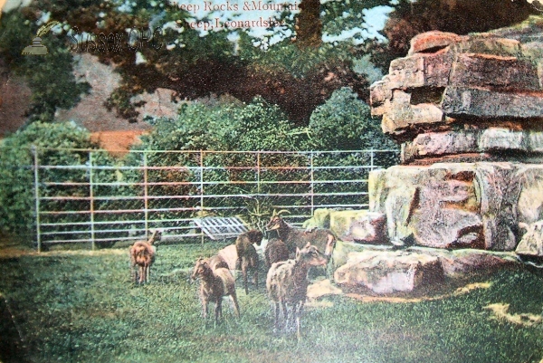 Image of Lower Beeding - Leonardslee (Mountain Sheep)