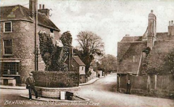 Bexhill - Old Town & Walnut Tree