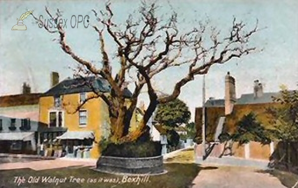 Image of Bexhill - Old Walnut Tree (As It Was)