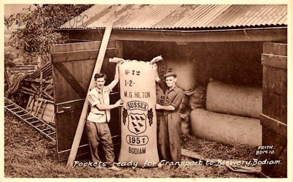 Image of Bodiam - Pockets of Hops ready for the Brewery