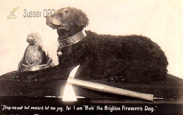 Image of Brighton -Bob the Firemen's Dog