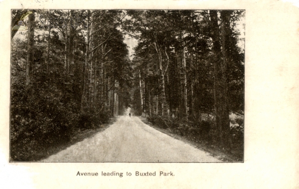 Image of Buxted - Avenue leading to Buxted Park
