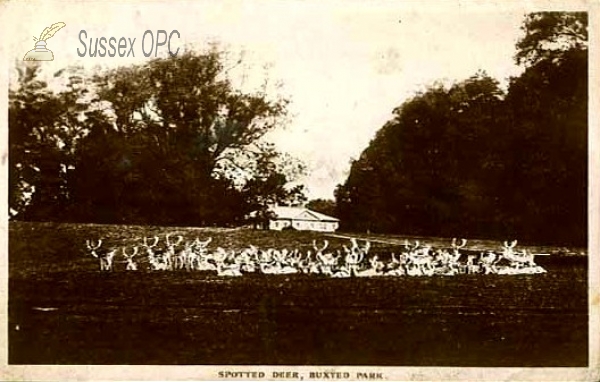 Image of Buxted - Spotted Deer in Buxted Park