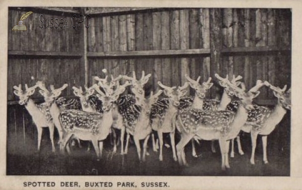 Image of Buxted - Spotted Deer in Buxted Park