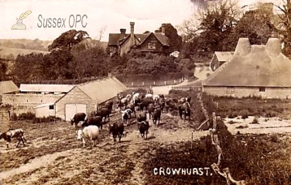 Image of Crowhurst - A farmyard scene