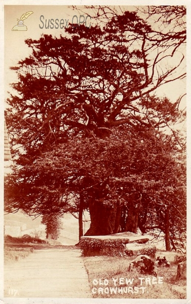 Crowhurst - Old Yew Tree (in churchyard)