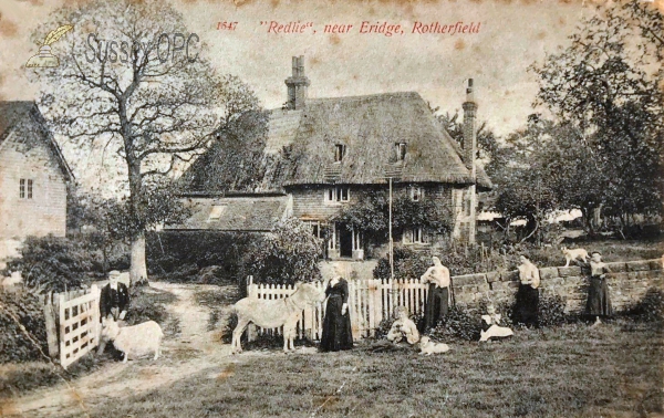 Eridge - Redlie