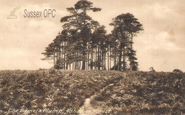 Image of Ashdown Forest - Camels Clump