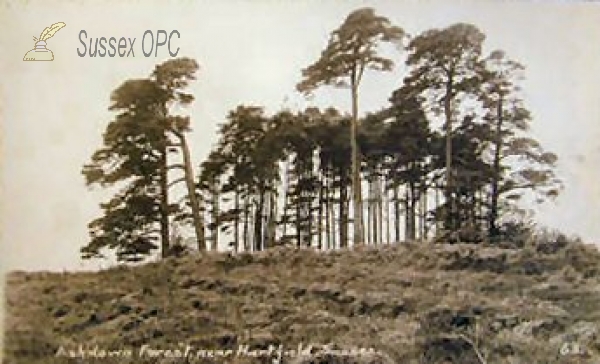 Image of Hartfield - Ashdown Forest