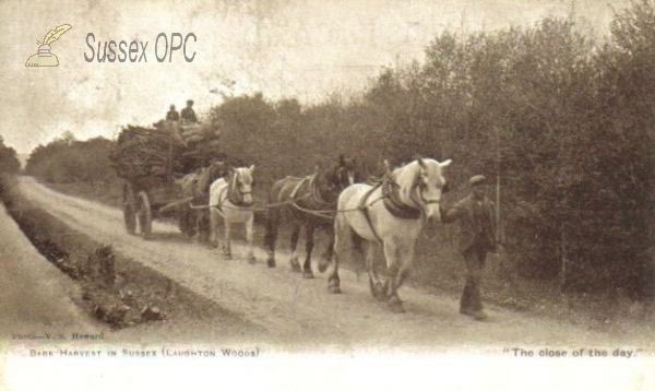 Image of Laughton - Bark Harvest (Laughton Woods)